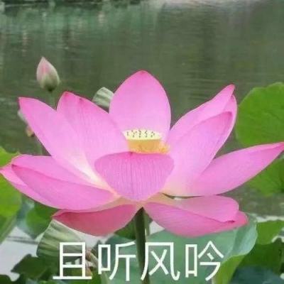 佩皮王国完整版(魔法城堡童话王国)下载